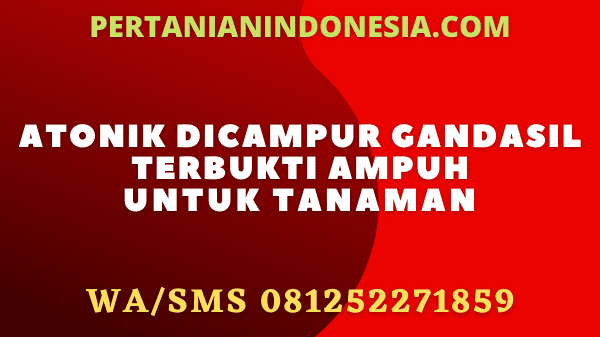 Atonik Dicampur Gandasil Terbukti Ampuh Untuk Tanaman